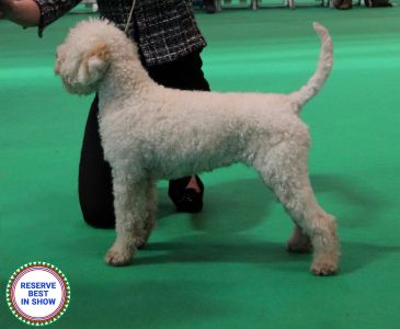 RESERVE BEST IN SHOW: Blossom