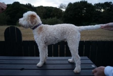 PUPPY BITCH - Aged 7 months