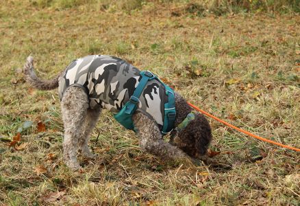 Truffle Course November 2021