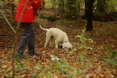 Truffle Course November 2021