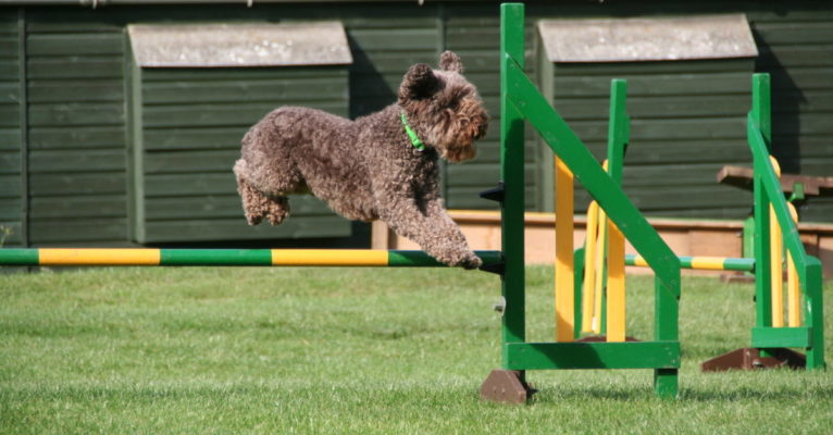 Lottie easily clearing The Hurdle