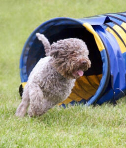 Ricco eagerly exiting The Tunnel and ready for the next piece of Agility equipment...